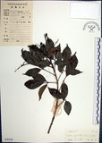 中文名:山埔姜(S030328)學名:Vitex quinata (Lour.) F. N. Williams(S030328)英文名:Five-leaved chaste tree