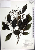 中文名:山埔姜(S030858)學名:Vitex quinata (Lour.) F. N. Williams(S030858)英文名:Five-leaved chaste tree