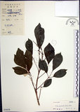 中文名:山埔姜(S038428)學名:Vitex quinata (Lour.) F. N. Williams(S038428)英文名:Five-leaved chaste tree