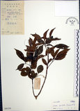 中文名:山埔姜(S041116)學名:Vitex quinata (Lour.) F. N. Williams(S041116)英文名:Five-leaved chaste tree