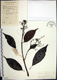 中文名:山埔姜(S045034)學名:Vitex quinata (Lour.) F. N. Williams(S045034)英文名:Five-leaved chaste tree