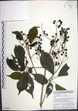中文名:山埔姜(S050589)學名:Vitex quinata (Lour.) F. N. Williams(S050589)英文名:Five-leaved chaste tree