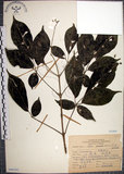 中文名:山埔姜(S068282)學名:Vitex quinata (Lour.) F. N. Williams(S068282)英文名:Five-leaved chaste tree