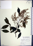 中文名:山埔姜(S077198)學名:Vitex quinata (Lour.) F. N. Williams(S077198)英文名:Five-leaved chaste tree