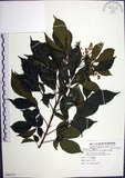 中文名:山埔姜(S082575)學名:Vitex quinata (Lour.) F. N. Williams(S082575)英文名:Five-leaved chaste tree