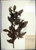 中文名:山埔姜(S083808)學名:Vitex quinata (Lour.) F. N. Williams(S083808)英文名:Five-leaved chaste tree
