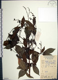 中文名:山埔姜(S083818)學名:Vitex quinata (Lour.) F. N. Williams(S083818)英文名:Five-leaved chaste tree