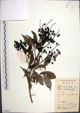 中文名:山埔姜(S086404)學名:Vitex quinata (Lour.) F. N. Williams(S086404)英文名:Five-leaved chaste tree