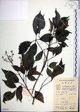 中文名:山埔姜(S086833)學名:Vitex quinata (Lour.) F. N. Williams(S086833)英文名:Five-leaved chaste tree