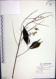 中文名:山埔姜(S091011)學名:Vitex quinata (Lour.) F. N. Williams(S091011)英文名:Five-leaved chaste tree