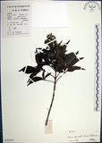 中文名:山埔姜(S102050)學名:Vitex quinata (Lour.) F. N. Williams(S102050)英文名:Five-leaved chaste tree