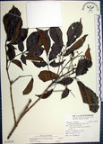 中文名:山埔姜(S120701)學名:Vitex quinata (Lour.) F. N. Williams(S120701)英文名:Five-leaved chaste tree