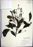 中文名:山埔姜(S126354)學名:Vitex quinata (Lour.) F. N. Williams(S126354)英文名:Five-leaved chaste tree
