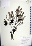 中文名:山埔姜(S126355)學名:Vitex quinata (Lour.) F. N. Williams(S126355)英文名:Five-leaved chaste tree