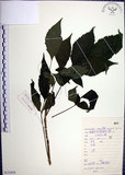 中文名:山埔姜(S133439)學名:Vitex quinata (Lour.) F. N. Williams(S133439)英文名:Five-leaved chaste tree