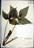 中文名:申跋(S012714)學名:Arisaema ringens (Thunb.) Schott(S012714)中文別名:油跋