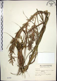 中文名:扭鞘香茅(S002366)學名:Cymbopogon tortilis (Presl) A. Camus(S002366)英文名:Wild Citronella-grass(H)