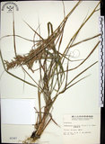 中文名:扭鞘香茅(S002367)學名:Cymbopogon tortilis (Presl) A. Camus(S002367)英文名:Wild Citronella-grass(H)