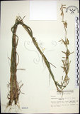 中文名:扭鞘香茅(S002819)學名:Cymbopogon tortilis (Presl) A. Camus(S002819)英文名:Wild Citronella-grass(H)