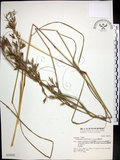 中文名:扭鞘香茅(S030542)學名:Cymbopogon tortilis (Presl) A. Camus(S030542)英文名:Wild Citronella-grass(H)