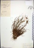 中文名:扭鞘香茅(S032910)學名:Cymbopogon tortilis (Presl) A. Camus(S032910)英文名:Wild Citronella-grass(H)