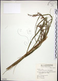 中文名:扭鞘香茅(S064584)學名:Cymbopogon tortilis (Presl) A. Camus(S064584)英文名:Wild Citronella-grass(H)