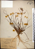 中文名:扭鞘香茅(S071122)學名:Cymbopogon tortilis (Presl) A. Camus(S071122)英文名:Wild Citronella-grass(H)