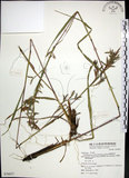 中文名:扭鞘香茅(S076837)學名:Cymbopogon tortilis (Presl) A. Camus(S076837)英文名:Wild Citronella-grass(H)