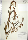 中文名:扭鞘香茅(S078310)學名:Cymbopogon tortilis (Presl) A. Camus(S078310)英文名:Wild Citronella-grass(H)
