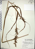 中文名:扭鞘香茅(S080048)學名:Cymbopogon tortilis (Presl) A. Camus(S080048)英文名:Wild Citronella-grass(H)