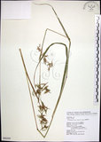 中文名:扭鞘香茅(S090399)學名:Cymbopogon tortilis (Presl) A. Camus(S090399)英文名:Wild Citronella-grass(H)