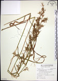 中文名:扭鞘香茅(S110741)學名:Cymbopogon tortilis (Presl) A. Camus(S110741)英文名:Wild Citronella-grass(H)