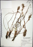 中文名:扭鞘香茅(S125547)學名:Cymbopogon tortilis (Presl) A. Camus(S125547)英文名:Wild Citronella-grass(H)
