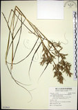 中文名:扭鞘香茅(S129625)學名:Cymbopogon tortilis (Presl) A. Camus(S129625)英文名:Wild Citronella-grass(H)
