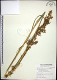 中文名:扭鞘香茅(S139222)學名:Cymbopogon tortilis (Presl) A. Camus(S139222)英文名:Wild Citronella-grass(H)