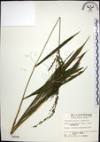 中文名:棕葉狗尾草(S004096)學名:Setaria palmifolia (J. Konig.) Stapf(S004096)英文名:Palm Grass