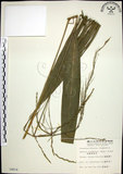 中文名:棕葉狗尾草(S004814)學名:Setaria palmifolia (J. Konig.) Stapf(S004814)英文名:Palm Grass