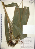 中文名:棕葉狗尾草(S017591)學名:Setaria palmifolia (J. Konig.) Stapf(S017591)英文名:Palm Grass