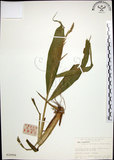 中文名:棕葉狗尾草(S020994)學名:Setaria palmifolia (J. Konig.) Stapf(S020994)英文名:Palm Grass