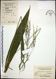 中文名:棕葉狗尾草(S024962)學名:Setaria palmifolia (J. Konig.) Stapf(S024962)英文名:Palm Grass