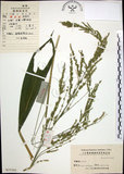 中文名:棕葉狗尾草(S025302)學名:Setaria palmifolia (J. Konig.) Stapf(S025302)英文名:Palm Grass
