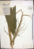 中文名:棕葉狗尾草(S029444)學名:Setaria palmifolia (J. Konig.) Stapf(S029444)英文名:Palm Grass