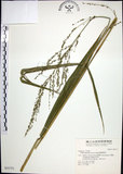 中文名:棕葉狗尾草(S031771)學名:Setaria palmifolia (J. Konig.) Stapf(S031771)英文名:Palm Grass