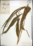中文名:棕葉狗尾草(S033149)學名:Setaria palmifolia (J. Konig.) Stapf(S033149)英文名:Palm Grass