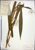 中文名:棕葉狗尾草(S038619)學名:Setaria palmifolia (J. Konig.) Stapf(S038619)英文名:Palm Grass