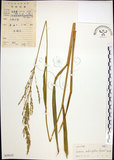 中文名:棕葉狗尾草(S039337)學名:Setaria palmifolia (J. Konig.) Stapf(S039337)英文名:Palm Grass