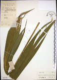 中文名:棕葉狗尾草(S041750)學名:Setaria palmifolia (J. Konig.) Stapf(S041750)英文名:Palm Grass