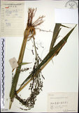 中文名:棕葉狗尾草(S057493)學名:Setaria palmifolia (J. Konig.) Stapf(S057493)英文名:Palm Grass