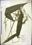 中文名:棕葉狗尾草(S065499)學名:Setaria palmifolia (J. Konig.) Stapf(S065499)英文名:Palm Grass