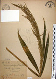 中文名:棕葉狗尾草(S067609)學名:Setaria palmifolia (J. Konig.) Stapf(S067609)英文名:Palm Grass